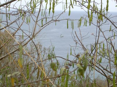 Ocean View Through Mesquite Trees.